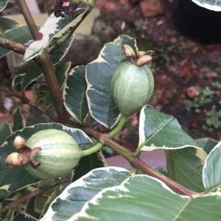 Ổi cẩm thạch ruột hồng