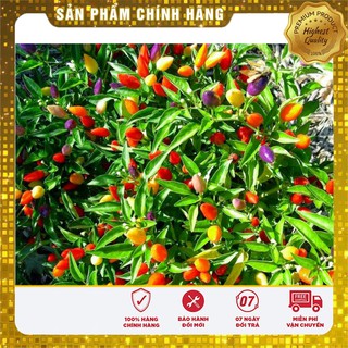 Bộ gói hạt giống ớt Ngũ sắc
