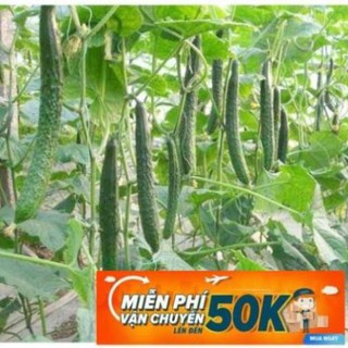 10 Hạt giống Dưa chuột nhật (trái dài) (tặng gói kích nẩy mầm và hướng dẫn) LuckyseadTG