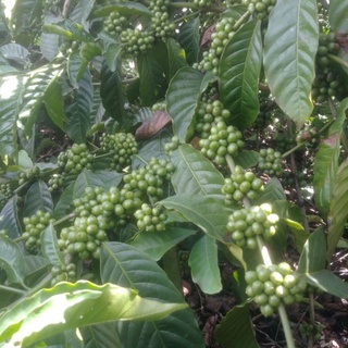 CA PHÊ NGUYÊN CHẤT ROBUSTA DĂK LĂK 500G