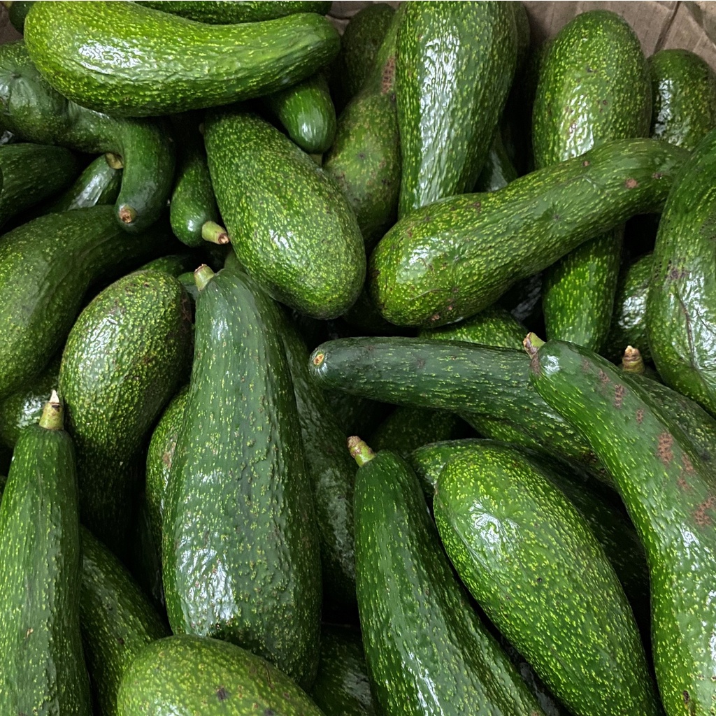 Bơ 034 Lâm Đồng- Bơ sáp - Bơ Booth nhà trồng- Hàng sẵn tại HCM- Giao hỏa tốc