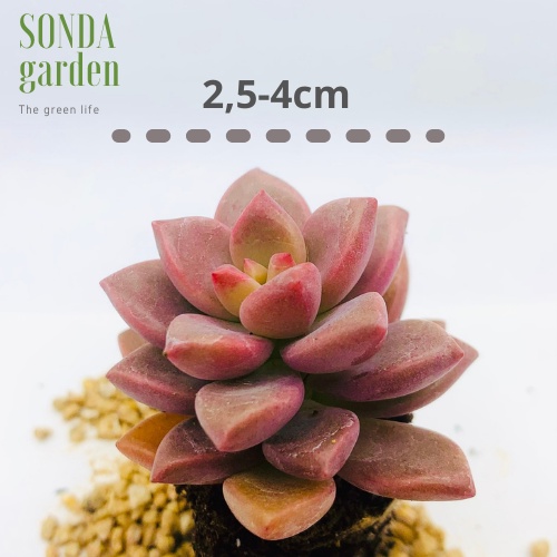 Sen đá đá nâu SONDA GARDEN size mini 2.5-4cm, xuất xứ Đà Lạt, khoẻ đẹp, lỗi 1 đổi 1