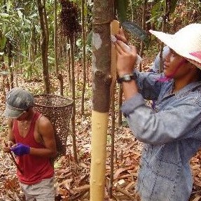 [TRỢ GIÁ KHỦNG] Tinh Dầu Quế Nguyên Chất Chai 500ml -Tạo Hương Thơm, Khử Mùi, Đuổi Muỗi, Côn Trùng Vô Cùng Hiệu Quả