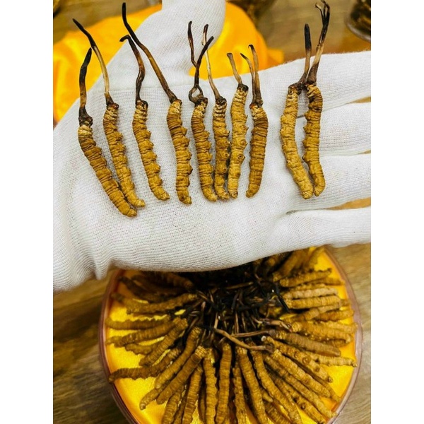 Đông trùng hạ thảo Tây Tạng loại 1