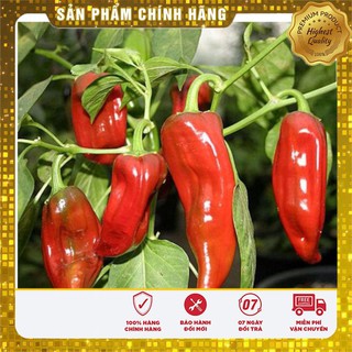Hạt giống ớt sừng ngọt - 30 hạt