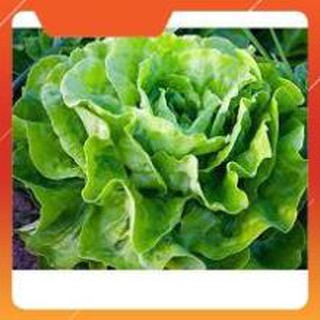 hạt giống xà lách đăm cao sản