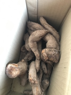 CỦ GAI TƯƠI AN THAI 1 kg