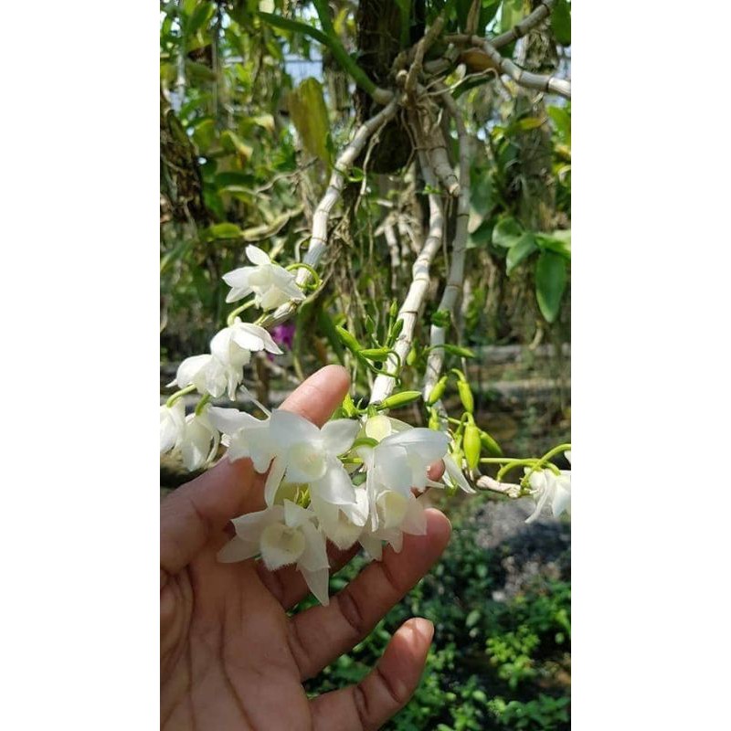 Trầm trắng bảng nhiều thân