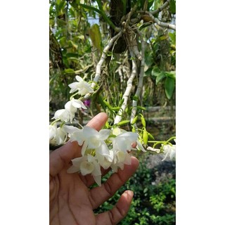 Trầm trắng bảng nhiều thân