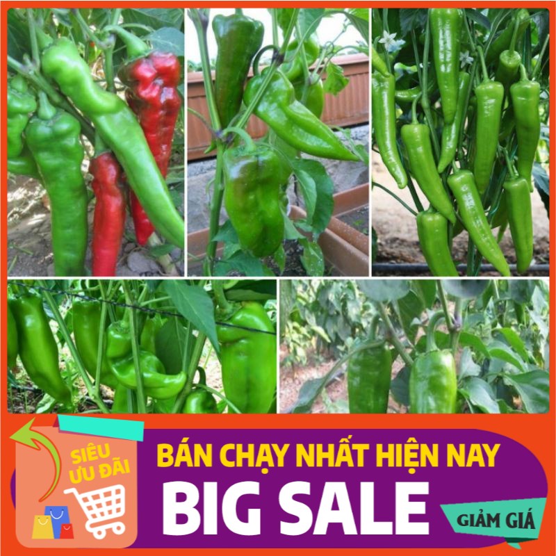 [ Hạt Giống Xanh ] (100 hạt) Hạt giống ớt sừng trâu
