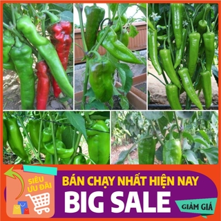 [ Hạt Giống Xanh ] (100 hạt) Hạt giống ớt sừng trâu