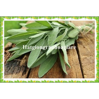 Hạt Giống Xô Thơm Sage tặng kích mầm