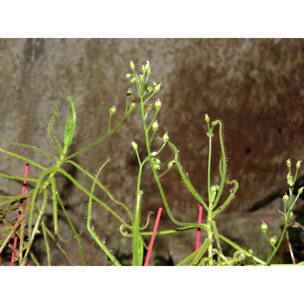 Hạt cây bắt mồi, cây gọng vó, Drosera Indica Green, 200 hạt