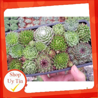 sen đá Phật bà mix chậu chữ nhật🍏 |FREESHIP| 🔥 XỨ NÓNG, ĐÃ THUẦN KHÍ HẬU, KHOẺ ĐẸP 🍏 LỖI 1 ĐỔI 1