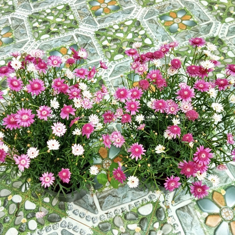 Cây Hoa Cúc Hoạ Mi Thân Gỗ, Cúc Trường Thọ, Cúc Vạn Niên Kèm Hướng Dẫn Cách Chăm Sóc - Jun Garden