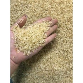doanhcbGạo khảu hang - lúa nếp non tú lệ