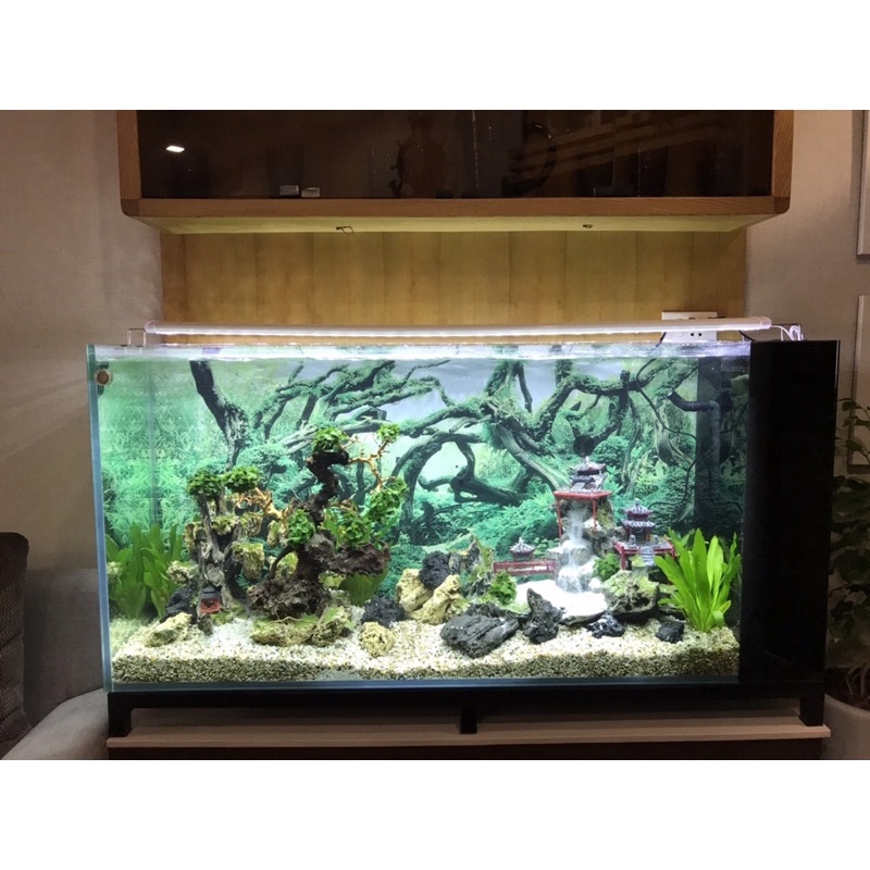 Hồ cá thác cát thuỷ sinh độc đáo, tối giản theo phong cách Kelsey Mặt Trời Vàng