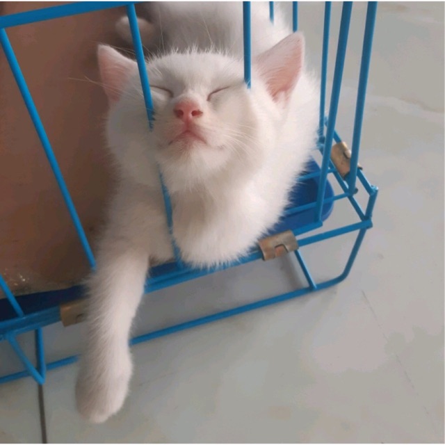 Petshop An Phước