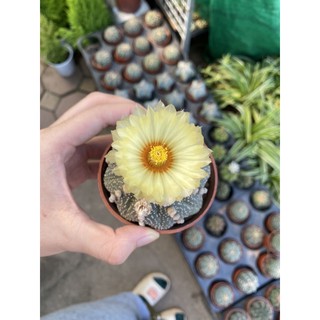 Cây Xương Rồng Aster ( size 5-7cm)