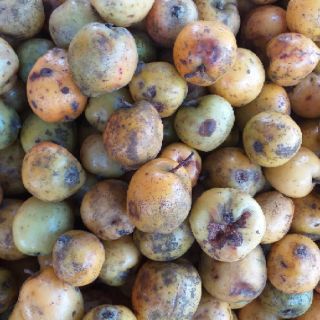 Táo mèo Điện Biên