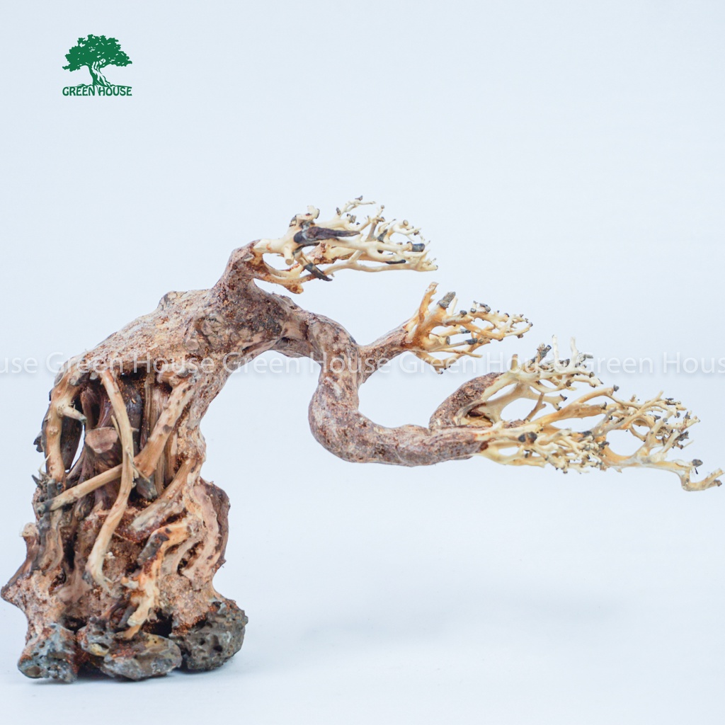 Lũa Bonsai, Lũa thủy sinh dùng trang trí hồ cá cảnh, hồ thủy sinh, văn phòng, nhà cửa