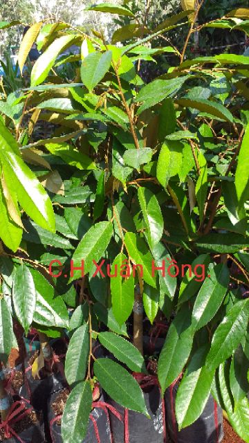 Cây giống sầu riêng Musang King cao 100cm, hình 3,4,6.