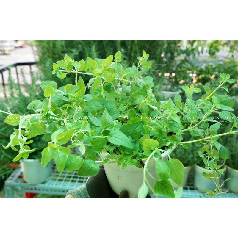 Cây lá oregano (kinh giới cay), cách trồng, công dụng, tại TPHCM