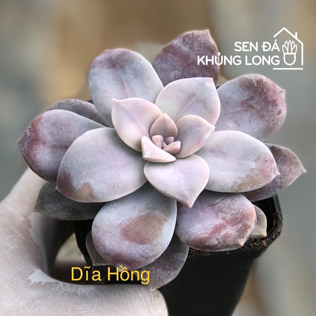 Sen đá Dĩa Hồng - graptopetalum superbum