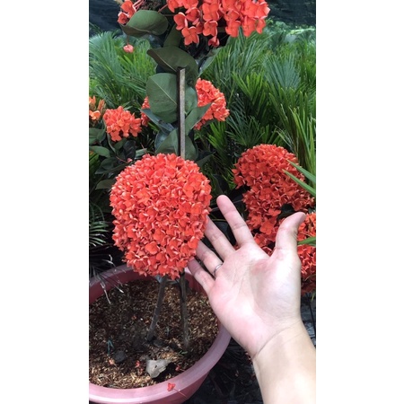 BÔNG TRANG (MẪU ĐƠN) CAM ĐÀI LOAN
