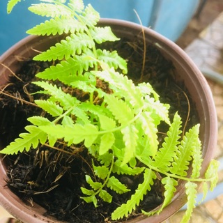 Dương Xỉ chậu nhỏ