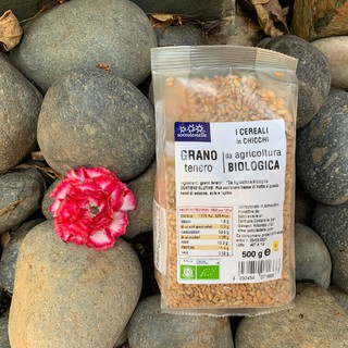 Hạt lúa mì hữu cơ Sotto 500g - Cỏ Lúa Mì Đỏ Wheatgrass (Triticum aestivum)