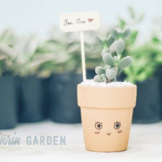 COMBO 10 CHẬU SEN ĐÁ + CHẬU ĐẤT NUNG