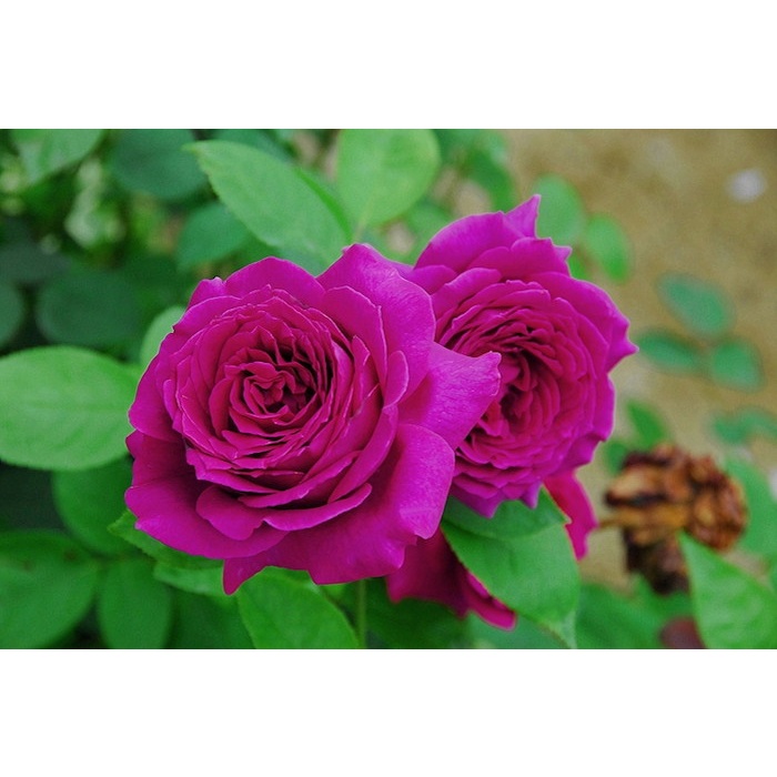 HOA HỒNG NGOẠI PROMESSE ENTERNELLE  siêu hiếm-Hoangoaimelinh