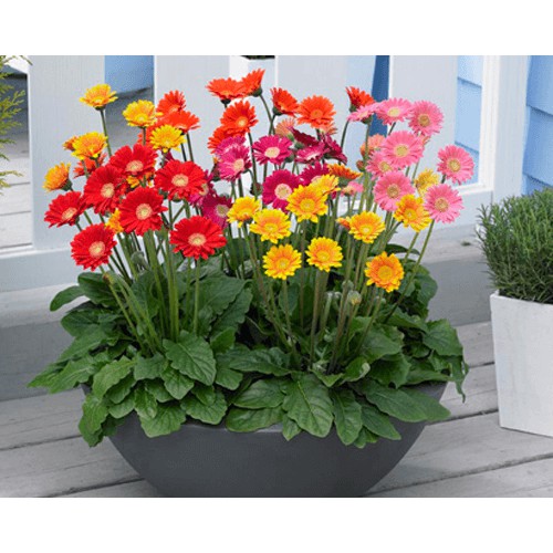 Combo 10 cây giống Hoa Đồng Tiền thân cao đủ màu