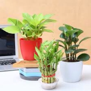 Chậu tự dưỡng tròn bầu - size 16 cm