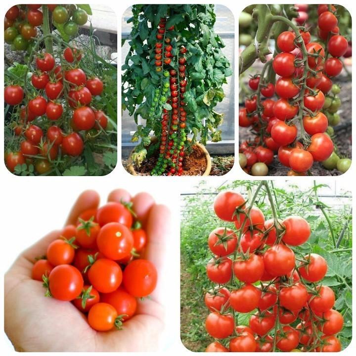 ( SIÊU RẺ ) Hạt giống cà chua chuỗi ngọc 30 hạt