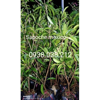 CÂY SAPOCHE MEXICO / HỒNG XIÊM MEXICO