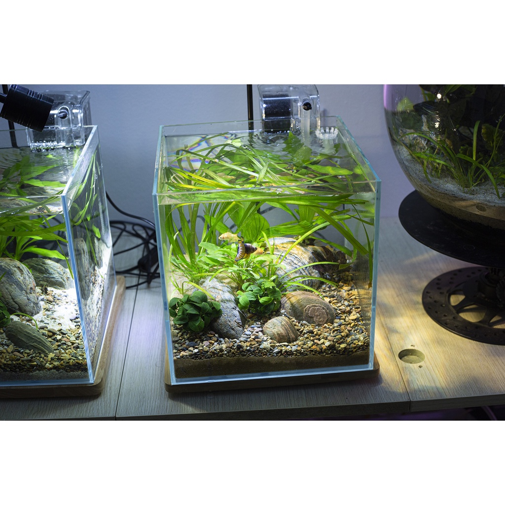 Bể cá thủy sinh Combo cubic 20cm/ 25cm