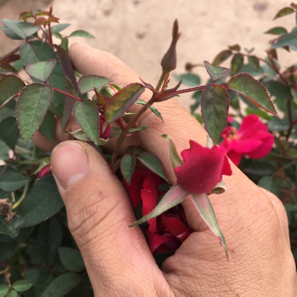 Cây HOA HỒNG QUẾ Bụi Ra Hoa Quanh Năm,Bụi Xum Hoa Có Mùi Thơm Nhẹ