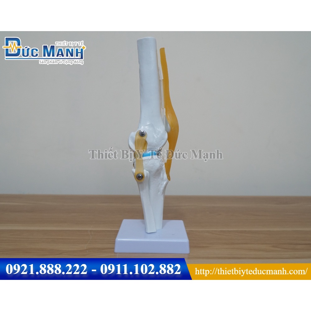 Mô hình giải phẫu khớp gối