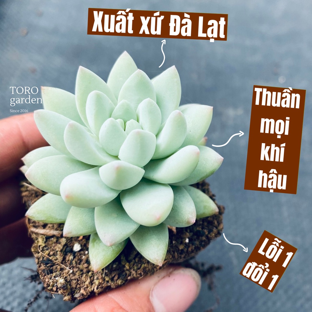 Sen đá chuỗi ngọc lam ép form Đà Lạt size bầu 4x4cm cây cảnh trang trí nhà cửa Toro garden