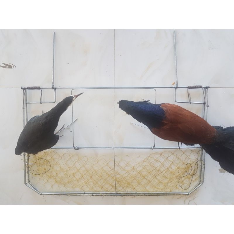 Mẹt vuông bẫy bìm bịp chất liệu kẽm mạ chì không rỉ ( kích cỡ 67 X 80 ) lò xo thép cực mạnh