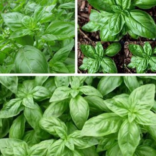 Hạt giống húng tây Húng tây – 1Gram