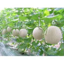 20 Hạt giống dưa lưới xanh TẶNG KÈM PHÂN VÀ KÍCH MẦM