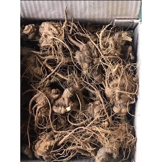 500g tam thất tươi Tây Bắc