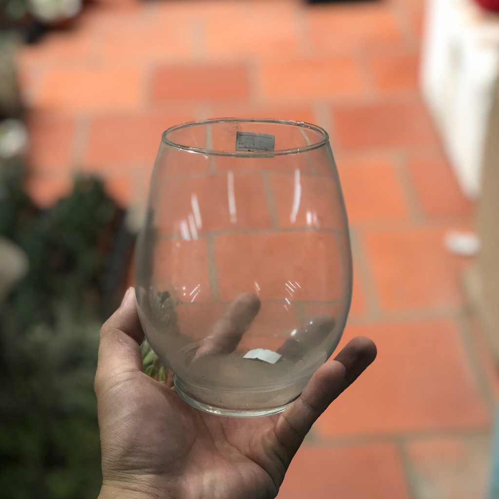 Chậu Thủy Tinh trồng Cây Thuỷ Sinh