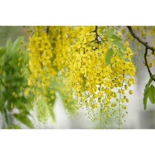 Hạt giống hoa hoàng yến