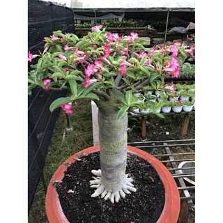 Hạt giống Sứ kim tự tháp somalen + tặng viên kích thích nảy mầm