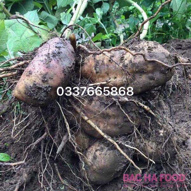 1KG KHOAI SÂM VÀNG SẤY DẺO