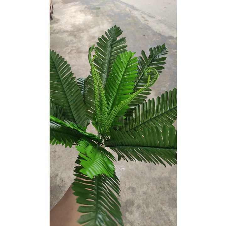 Cây Nhựa Dương sỉ